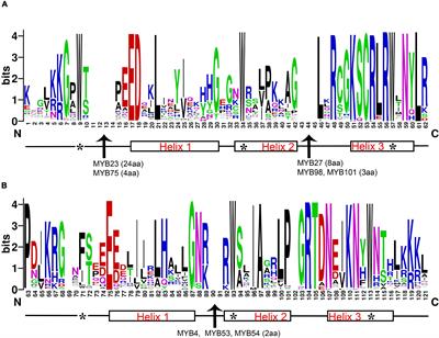 Genome-Wide Identification and Expression Analysis of the R2R3-MYB Transcription Factor Family Revealed Their Potential Roles in the Flowering Process in Longan (Dimocarpus longan)